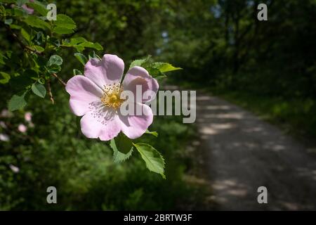 Eine einzige Blume der Hundrose - Rosa canina, rosa Blume mit einem verschwommenen Wanderweg im Hintergrund, Frankreich Stockfoto