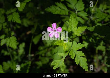 Eine einzige Blume von Herb-Robert - Geranium robertianum, rosa Blume kontrastierend scharf mit dunkelgrünem Hintergrund, Frankreich Stockfoto