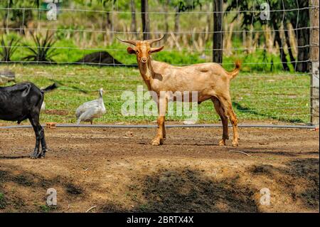 Neugierige Ziege auf einem Feld. Braune Ziege steht auf einer Weide mit einer Ente. Braune Ziege Porträt in einem Ackerland. Stockfoto