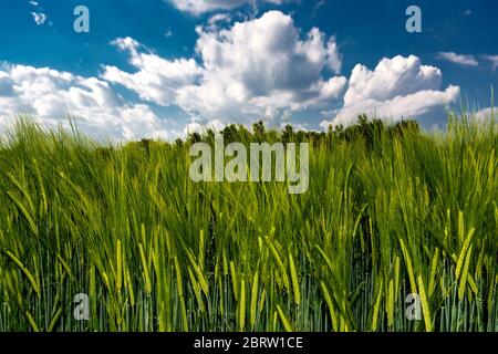 Baden-Württemberg : Wolken über dem Feld Stockfoto
