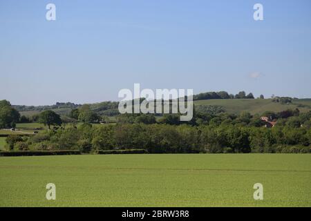 Blick auf die North Downs über ein Feld außerhalb Brabourne Lees in der Nähe von Ashford, Kent, England Stockfoto