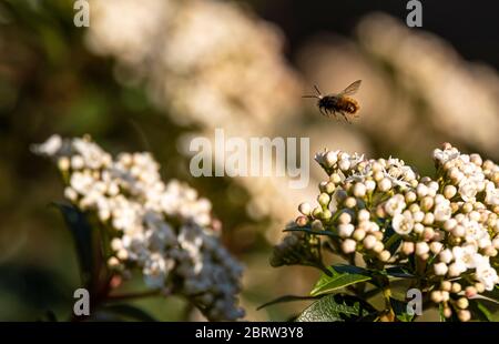 Honigbiene fliegt während der Bestäubung von der Viburnum-Blüte ab, Nahaufnahme Stockfoto