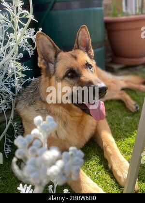 Elsässischer Schäferhund legt sich an einem heißen sonnigen Tag auf das Gras Stockfoto