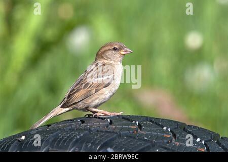 Schleswig, Deutschland. Mai 2020. 19.05.2020, Schleswig, ein weiblicher Haussperling (Passer domesticus) sitzt auf einem alten Autoreifen. Ordnung: Sperling (Passeriformes), Unterordnung: Singvogel (Passeri), Superfamilie: Passeroidea, Familie: Sperling (Passeridae), Gattung: Passer, Arten: Sperling weltweit einsetzbar Quelle: dpa/Alamy Live News Stockfoto