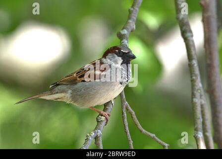 Schleswig, Deutschland. Mai 2020. 19.05.2020, Schleswig, ein männlicher Haussperling (Passer domesticus) steht auf einem Ast. Ordnung: Sperling (Passeriformes), Unterordnung: Singvogel (Passeri), Superfamilie: Passeroidea, Familie: Sperling (Passeridae), Gattung: Passer, Arten: Sperling weltweit einsetzbar Quelle: dpa/Alamy Live News Stockfoto