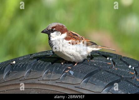 Schleswig, Deutschland. Mai 2020. 19.05.2020, Schleswig, ein männlicher Haussperling (Passer domesticus) sitzt auf einem alten Autoreifen. Ordnung: Sperling (Passeriformes), Unterordnung: Singvogel (Passeri), Superfamilie: Passeroidea, Familie: Sperling (Passeridae), Gattung: Passer, Arten: Sperling weltweit einsetzbar Quelle: dpa/Alamy Live News Stockfoto