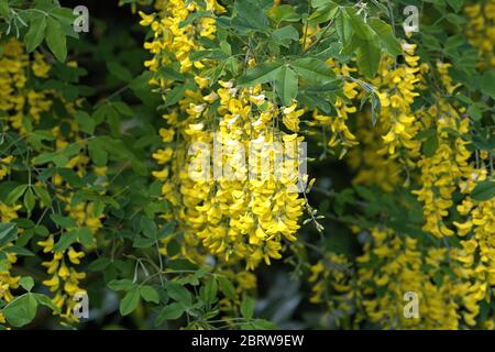 21. Mai 2020, Schleswig-Holstein, Schleswig: Die Blutung eines Laburnums in einem Garten in Schleswig. Ordnung: Schmetterlingsartig (Fabales), Familie: Legume (Fabaceae), Unterfamilie: Schmetterling (Faboideae), Gattung: Laburnum Stockfoto