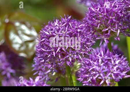 Schleswig, Deutschland. Mai 2020. 06/02/2019, Nahaufnahme der Blutkugel eines Zierlauches, Riesensauger Allium globemaster in einem städtischen Bett in Schleswig. Reihenfolge: Spargelartige (Asparagales), Familie: Amaryllidaceae, Unterfamilie: Leekwax (Allioideae), Tribut: Allieae, Gattung: Lauch (Allium), Arten: Riesensaue Quelle: dpa/Alamy Live News Stockfoto