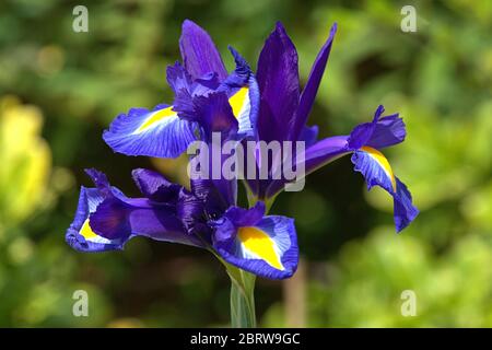 21. Mai 2020, Schleswig, Detail einer blühenden holländischen Iris (Iris × hollandica Hort.) Im Mai in einem Garten in Schleswig. Ordnung: Spargelartige (Asparagales), Familie: iris Wachs (Iridaceae), Gattung: iris (Iris), Art: Niederländische Iris Stockfoto