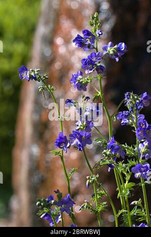 Schleswig, Deutschland. Mai 2020. 19.05.2020, Schleswig, das Bluten einer Jakobsleiter (polemonium) auch eine Himmelsleiter oder Petersilie im Bibelgarten im Kloster St. Johannis in Schleswig. Eudicotyledons, Kern Eudicotyledons, Asteriden, Ordnung: heidekraut (Ericales), Familie: Pernkraut (Polemoniaceae), Gattung: Jakobsleiter Quelle: dpa/Alamy Live News Stockfoto