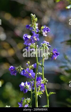 Schleswig, Deutschland. Mai 2020. 19.05.2020, Schleswig, das Bluten einer Jakobsleiter (polemonium) auch eine Himmelsleiter oder Petersilie im Bibelgarten im Kloster St. Johannis in Schleswig. Eudicotyledons, Nuclear Eicotyledons, Asterids, Sortierung: Heidekraut (Ericales), Familie: Pearweed (Polemoniaceae), Gattung: Jakobsleiter Verwendung weltweit Quelle: dpa/Alamy Live News Stockfoto