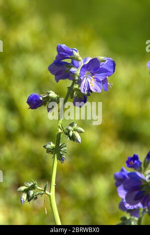 Schleswig, Deutschland. Mai 2020. 19.05.2020, Schleswig, das Bluten einer Jakobsleiter (polemonium) auch eine Himmelsleiter oder Petersilie im Bibelgarten im Kloster St. Johannis in Schleswig. Eudicotyledons, Kern Eudicotyledons, Asteriden, Ordnung: heidekraut (Ericales), Familie: Pernkraut (Polemoniaceae), Gattung: Jakobsleiter Quelle: dpa/Alamy Live News Stockfoto