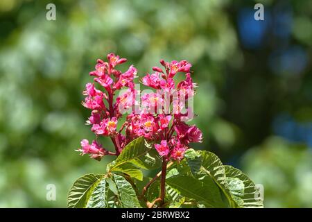 Schleswig, Deutschland. Mai 2020. 19.05.2020, Schleswig, die Blutung einer fleischroten Rosskastanie, ebenfalls rotblühende Rosskastanie, Purpurkastanie (Aesculus × carnea) im Garten des Rathauses in Schleswig. Eurosiden II, Ordnung: Seifenbaumartig (Sapindales), Familie: Seifenbaumwachse (Sapindaceae), Unterfamilie: Rosskastanienwachse (Hippocastanoideae), Gattung: Rosskastanien (Aesculus), Arten: Fleischrote Rosskastanie Verwendung weltweit Quelle: dpa/Alamy Live News Stockfoto