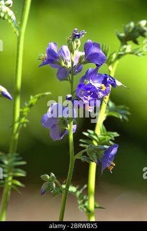 Schleswig, Deutschland. Mai 2020. 19.05.2020, Schleswig, das Bluten einer Jakobsleiter (polemonium) auch eine Himmelsleiter oder Petersilie im Bibelgarten im Kloster St. Johannis in Schleswig. Eudicotyledons, Kern Eudicotyledons, Asteriden, Ordnung: heidekraut (Ericales), Familie: Pernkraut (Polemoniaceae), Gattung: Jakobsleiter Quelle: dpa/Alamy Live News Stockfoto