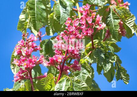 Schleswig, Deutschland. Mai 2020. 19.05.2020, Schleswig, die Blutung einer fleischroten Rosskastanie, ebenfalls rotblühende Rosskastanie, Purpurkastanie (Aesculus × carnea) im Garten des Rathauses in Schleswig. Eurosiden II, Ordnung: Seifenbaumartig (Sapindales), Familie: Seifenbaumwachse (Sapindaceae), Unterfamilie: Rosskastanienwachse (Hippocastanoideae), Gattung: Rosskastanien (Aesculus), Arten: Fleischrote Rosskastanie Verwendung weltweit Quelle: dpa/Alamy Live News Stockfoto