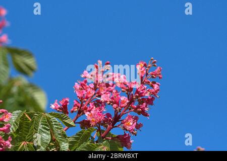 Schleswig, Deutschland. Mai 2020. 19.05.2020, Schleswig, die Blutung einer fleischroten Rosskastanie, ebenfalls rotblühende Rosskastanie, Purpurkastanie (Aesculus × carnea) im Garten des Rathauses in Schleswig. Eurosiden II, Ordnung: Seifenbaumartig (Sapindales), Familie: Seifenbaumwachse (Sapindaceae), Unterfamilie: Rosskastanienwachse (Hippocastanoideae), Gattung: Rosskastanien (Aesculus), Arten: Fleischrote Rosskastanie Verwendung weltweit Quelle: dpa/Alamy Live News Stockfoto