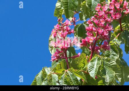 Schleswig, Deutschland. Mai 2020. 19.05.2020, Schleswig, die Blutung einer fleischroten Rosskastanie, ebenfalls rotblühende Rosskastanie, Purpurkastanie (Aesculus × carnea) im Garten des Rathauses in Schleswig. Eurosiden II, Ordnung: Seifenbaumartig (Sapindales), Familie: Seifenbaumwachse (Sapindaceae), Unterfamilie: Rosskastanienwachse (Hippocastanoideae), Gattung: Rosskastanien (Aesculus), Arten: Fleischrote Rosskastanie Verwendung weltweit Quelle: dpa/Alamy Live News Stockfoto