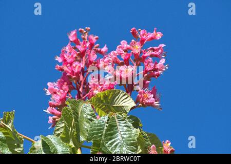 Schleswig, Deutschland. Mai 2020. 19.05.2020, Schleswig, die Blutung einer fleischroten Rosskastanie, ebenfalls rotblühende Rosskastanie, Purpurkastanie (Aesculus × carnea) im Garten des Rathauses in Schleswig. Eurosiden II, Ordnung: Seifenbaumartig (Sapindales), Familie: Seifenbaumwachse (Sapindaceae), Unterfamilie: Rosskastanienwachse (Hippocastanoideae), Gattung: Rosskastanien (Aesculus), Arten: Fleischrote Rosskastanie Verwendung weltweit Quelle: dpa/Alamy Live News Stockfoto