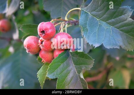 Weißdornbeeren im grünen Garten. Trauben von leuchtend roten Beeren auf einem Ast. Ernte und gesunde Landwirtschaft Konzept. Stockfoto