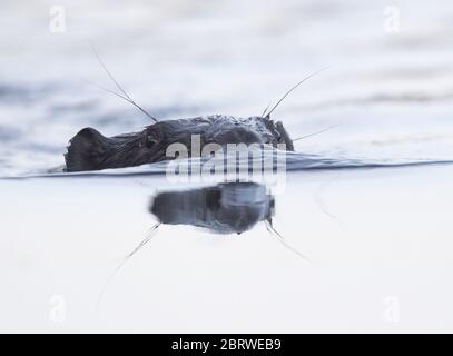Drahendorf, Deutschland. Mai 2020. Ein europäischer Biber (Castor Fiber) schwimmt in der Drahendorfer Spree, einem Abschnitt der rund 400 Kilometer langen Spree. Der europäische Biber (Rizinusfaser) ist das größte Nagetier in Europa. Ein ausgewachsenes Tier kann bis zu 1.30 Meter lang werden. Die Kelle, der flache Schwanz des Bibers, kann bis zu etwa 30 Zentimeter lang werden. Quelle: Patrick Pleul/dpa-Zentralbild/ZB/dpa/Alamy Live News Stockfoto