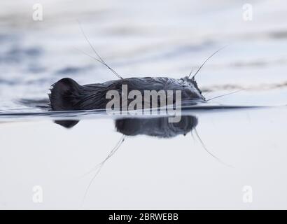 Drahendorf, Deutschland. Mai 2020. Ein europäischer Biber (Castor Fiber) schwimmt in der Drahendorfer Spree, einem Abschnitt der rund 400 Kilometer langen Spree. Der europäische Biber (Rizinusfaser) ist das größte Nagetier in Europa. Ein ausgewachsenes Tier kann bis zu 1.30 Meter lang werden. Die Kelle, der flache Schwanz des Bibers, kann bis zu etwa 30 Zentimeter lang werden. Quelle: Patrick Pleul/dpa-Zentralbild/ZB/dpa/Alamy Live News Stockfoto