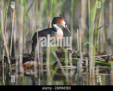 Falkenhagen, Deutschland. Mai 2020. Ein großer Haubengrebe (Podiceps cristatus) auf seinem Nest am Wasser des Kersdorf-Sees. Als Unterwasserschäger bevorzugt der große Haubenbarsch vor allem kleine Fische, die dann auch zur Fütterung der Jungen verwendet werden. Ein großer Haubengrebe macht seinem Namen alle Ehre. Er ist ein ausgezeichneter Unterwasser-Schwimmer, der kleine Fische und Wasserinsekten jagt. Ein Tauchgang dauert normalerweise 30 Sekunden. Quelle: Patrick Pleul/dpa-Zentralbild/ZB/dpa/Alamy Live News Stockfoto