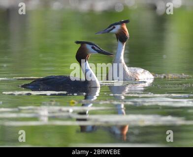 Kersdorf, Deutschland. Mai 2020. Zwei große Haubentaucher (Podiceps cristatus) auf dem Wasser des Kersdorfer See. Als Unterwasserschäger bevorzugt der große Haubenbarsch vor allem kleine Fische, die dann auch zur Fütterung der Jungen verwendet werden. Ein großer Haubengrebe macht seinem Namen alle Ehre. Er ist ein ausgezeichneter Unterwasser-Schwimmer, der kleine Fische und Wasserinsekten jagt. Ein Tauchgang dauert normalerweise 30 Sekunden. Quelle: Patrick Pleul/dpa-Zentralbild/ZB/dpa/Alamy Live News Stockfoto