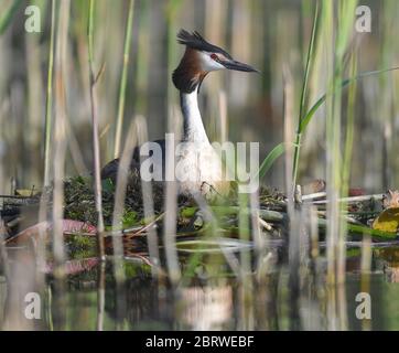 Falkenhagen, Deutschland. Mai 2020. Ein großer Haubengrebe (Podiceps cristatus) auf seinem Nest am Wasser des Kersdorf-Sees. Als Unterwasserschäger bevorzugt der große Haubenbarsch vor allem kleine Fische, die dann auch zur Fütterung der Jungen verwendet werden. Ein großer Haubengrebe macht seinem Namen alle Ehre. Er ist ein ausgezeichneter Unterwasser-Schwimmer, der kleine Fische und Wasserinsekten jagt. Ein Tauchgang dauert normalerweise 30 Sekunden. Quelle: Patrick Pleul/dpa-Zentralbild/ZB/dpa/Alamy Live News Stockfoto