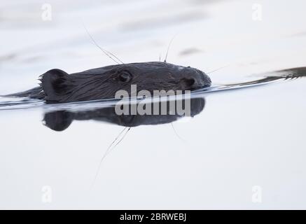 Drahendorf, Deutschland. Mai 2020. Ein europäischer Biber (Castor Fiber) schwimmt in der Drahendorfer Spree, einem Abschnitt der rund 400 Kilometer langen Spree. Der europäische Biber (Rizinusfaser) ist das größte Nagetier in Europa. Ein ausgewachsenes Tier kann bis zu 1.30 Meter lang werden. Die Kelle, der flache Schwanz des Bibers, kann bis zu etwa 30 Zentimeter lang werden. Quelle: Patrick Pleul/dpa-Zentralbild/ZB/dpa/Alamy Live News Stockfoto