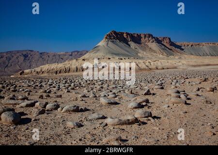 Israel, Negev Wüstenlandschaft. Das Bulbus Felde vor dem Mount Zin. Bulbus ist ein arabischer Name für Kartoffeln. Diese kartoffelförmigen Felsen sind foun Stockfoto