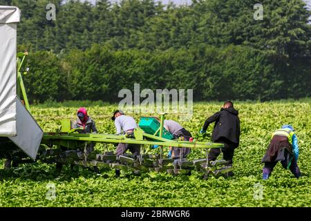 Tarleton, Lancashire. Mai 2020. Wetter in Großbritannien. EU-Wanderarbeiter, die an warmen, sonnigen und windigen Tagen Salat in der Region „Salatschüssel“ von West Lancashire ernten. Die Betriebe sind von einem Mangel an Wanderarbeitern betroffen, auf die Großbritannien angewiesen ist, um Gemüse und Salatpflanzen einzubringen. Dieser Mangel bedeutet, dass die Betriebe jetzt Arbeitnehmer zusammenlegen und sie je nach Bedarf von einem Bauernhof zum gewünschten transportieren. Das Vereinigte Königreich benötigt etwa 80,000 Saisonarbeiter, um die Gemüseernte zu pflücken und praktisch alle kommen aus Osteuropa. Credit: MediaWorldImage/AlamyLiveNews. Stockfoto