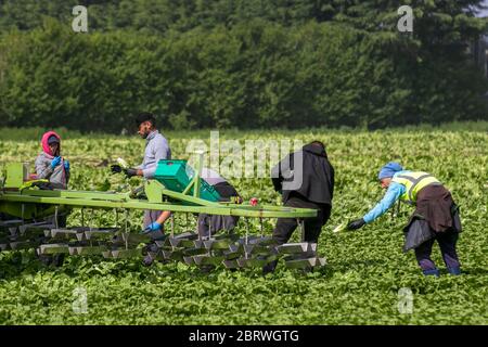 Tarleton, Lancashire. Mai 2020. Wetter in Großbritannien. EU-Wanderarbeiter, die an warmen, sonnigen und windigen Tagen Salat in der Region „Salatschüssel“ von West Lancashire ernten. Die Betriebe sind von einem Mangel an Wanderarbeitern betroffen, auf die Großbritannien angewiesen ist, um Gemüse und Salatpflanzen einzubringen. Dieser Mangel bedeutet, dass die Betriebe jetzt Arbeitnehmer zusammenlegen und sie je nach Bedarf von einem Bauernhof zum gewünschten transportieren. Das Vereinigte Königreich benötigt etwa 80,000 Saisonarbeiter, um die Gemüseernte zu pflücken und praktisch alle kommen aus Osteuropa. Credit: MediaWorldImage/AlamyLiveNews. Stockfoto
