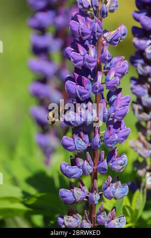 Nahaufnahme einer lila Lupinenblume mit einer Hummel, die darauf zufliegt Stockfoto