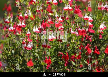 Rote und weiße Blüten von Salvia heißen Lippen, Salvia microphylla, wächst in der Frühlingssonne Stockfoto