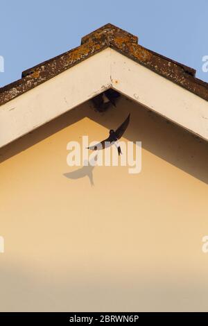 Haus martin fliegt zum Nest Stockfoto