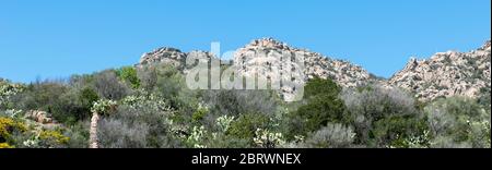 Landschaft mit Felsen und Blumen und Pflanzen wie Kakteen auf der italienischen Insel sardinien auch Sardega genannt Stockfoto