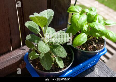 Kräuterpflanzen wachsen auf Balkon, Rosmarin und Basilikum. Bio-Garten zu Hause. Stockfoto