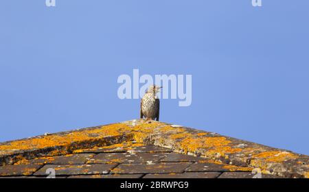 Singdrossel (Turdus philomelos) auf dem Dach singen Stockfoto