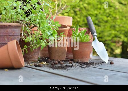 terra Cotta Blumentöpfe mit Pflanzen und Schaufel auf einem Tisch im Garten Stockfoto
