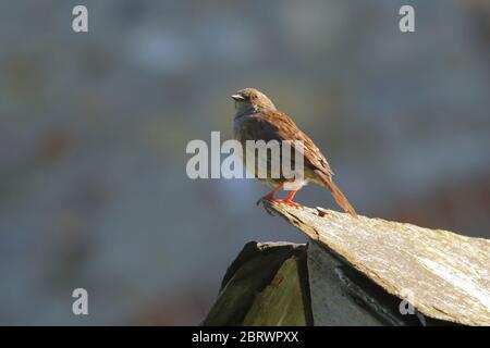 Dunnock (Prunella modularis) beim Gartengehen Stockfoto