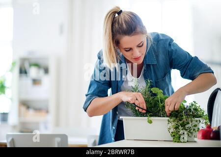 Junge Frau zuhause, die Kräuter schneidet. Stockfoto