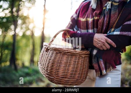 Mittelteil der älteren Frau, die im Wald draußen geht, Korb hält. Stockfoto