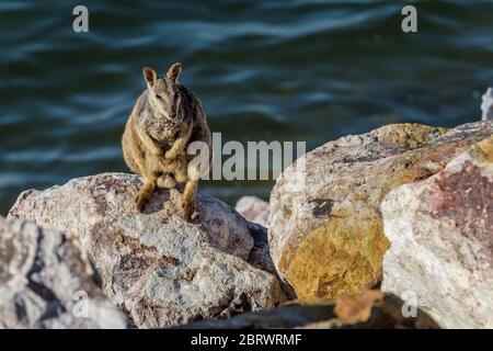 Alliierte Felswallaby (Petrogale assilis) Sonne Backen zwischen den Staumauer Felsen des Ross River Dam in Townsville, Queensland, Australien. Stockfoto