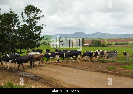 Eine friesische Milchviehherde schlängelt sich auf dem Weg zum Melkstall in den Atherton Tablelands von Far North Queensland über eine Feldstraße. Stockfoto