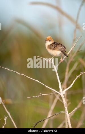 Australian Golden Headed Cisticola hoch auf einem toten Ast, Blick zurück, Suche nach Rivalen am Tinaroo Dam, Yungaburra, Australien. Stockfoto