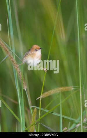 Eine australische Golden-headed Cisticola tun die Splits, wie er einem fliegenden Ameise für seinen Nachmittag Mahlzeit Fänge. Stockfoto