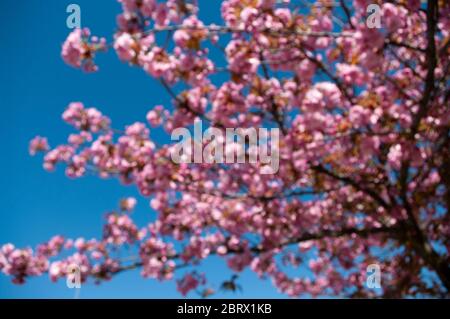 Geblüht Frühling Hintergrund sakura blühenden Baum. Rosa Blüten. Hintergrund. Stockfoto