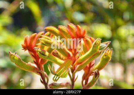 Australische Känguru Pfote Blume im Miami Beach botanischen Garten Stockfoto