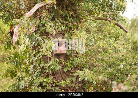 Vogel-Kasten, auf einem Baum Stockfoto