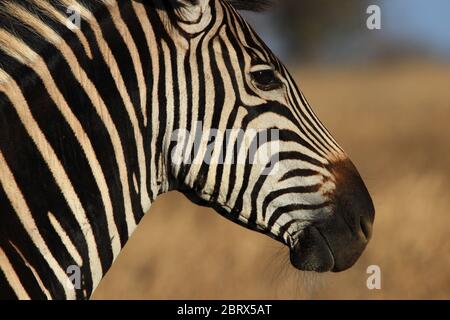 Porträt eines Burchells Zebras, das die Savanne Südafrikas betrachtet. Stockfoto